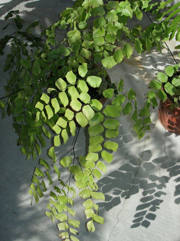 Pteridaceae Adiantum peruvianum