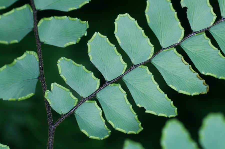 Pteridaceae Adiantum latifolium
