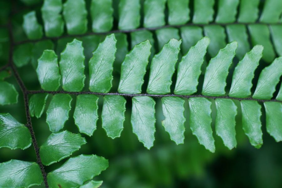 Pteridaceae Adiantum latifolium