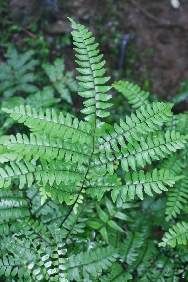 Pteridaceae Adiantum latifolium