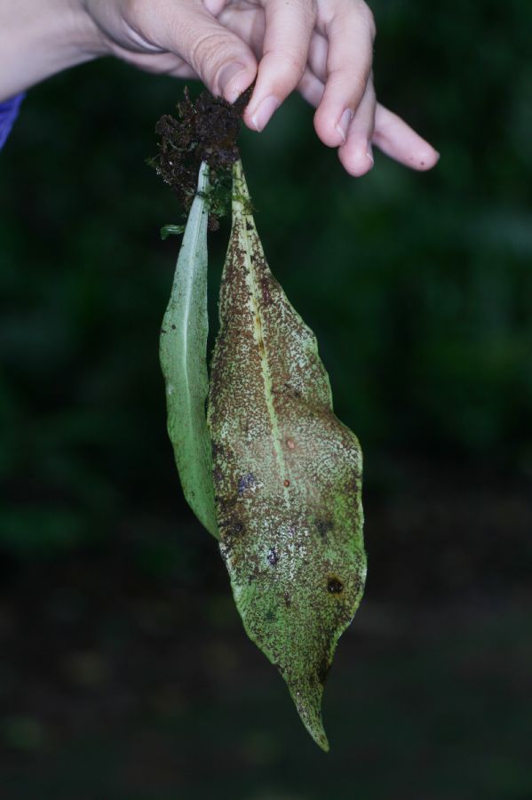 Pteridaceae Anetium citrifolium