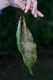 image of Anetium citrifolium
