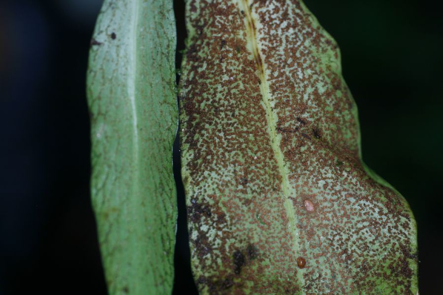 Pteridaceae Anetium citrifolium