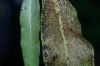 image of Anetium citrifolium