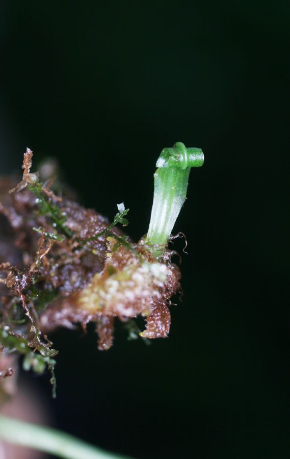 Pteridaceae Anetium citrifolium
