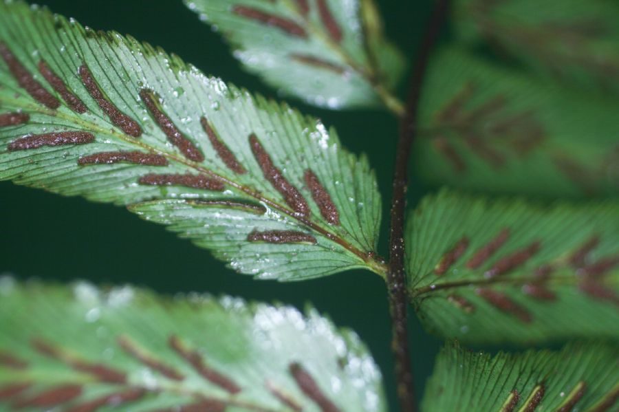 Aspleniaceae Asplenium serra