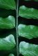 image of Hymenasplenium riparium