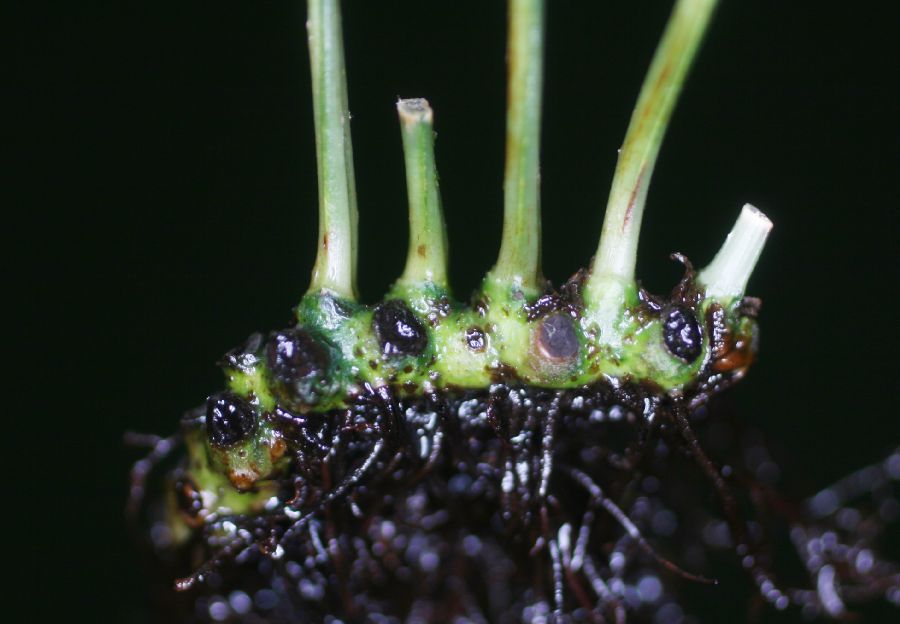 Polypodiaceae Campyloneurum brevifolium