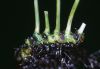 image of Campyloneurum brevifolium