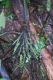 image of Diplazium macrophyllum