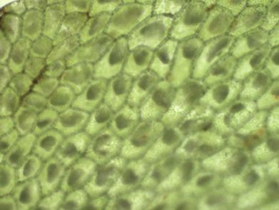  Dracoglossum plantagineum