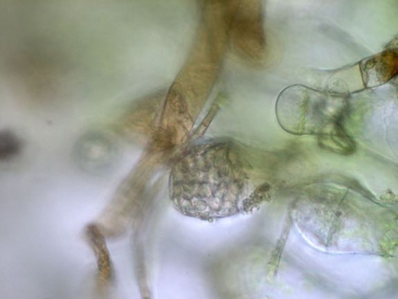 Tectariaceae Dracoglossum plantagineum
