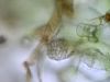 image of Dracoglossum plantagineum
