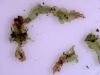 image of Dracoglossum plantagineum