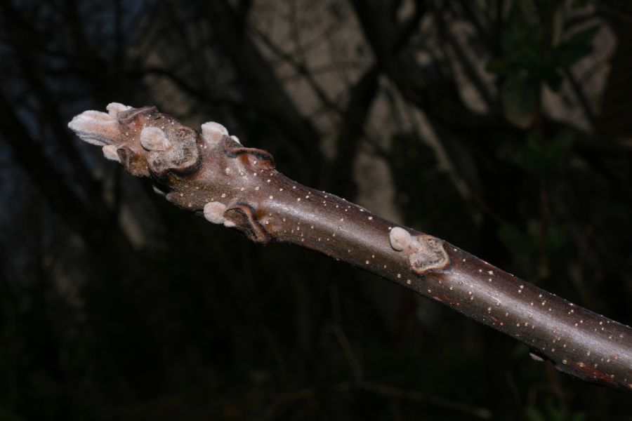 Juglandaceae Juglans nigra