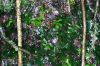 image of Hecistopteris pumila