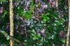 image of Hecistopteris pumila