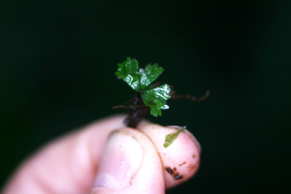 Pteridaceae Hecistopteris pumila