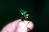 image of Hecistopteris pumila