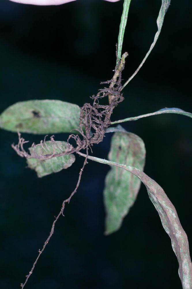 Polypodiaceae Pleopeltis bradeorum