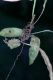 image of Pleopeltis bradeorum