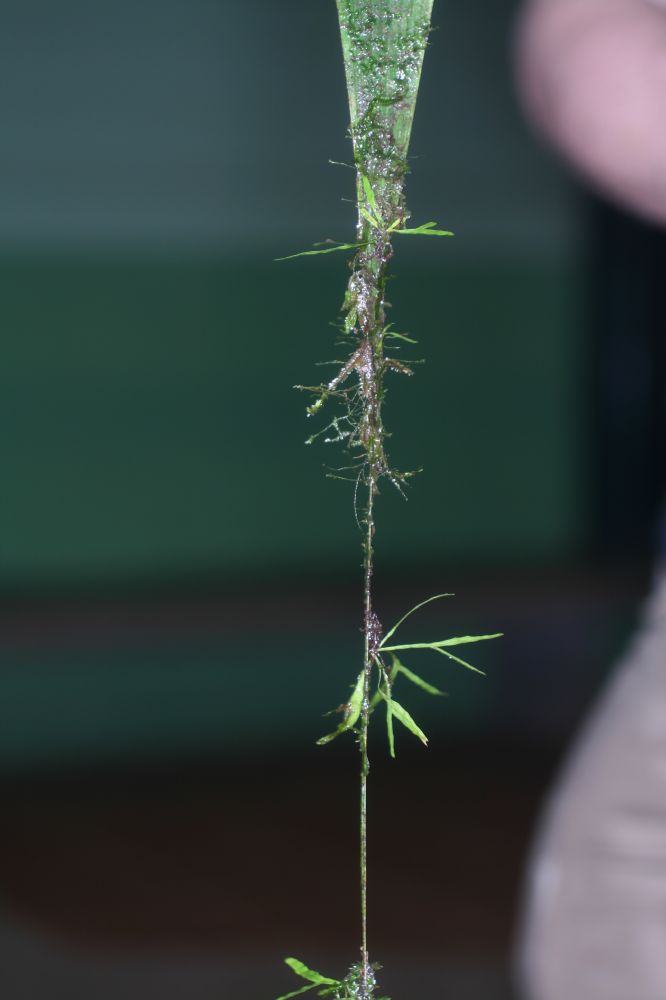 Polypodiaceae Pleopeltis christensenii