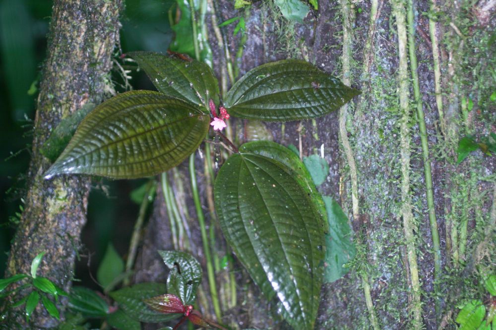 Melastomataceae Triolena hirsuta