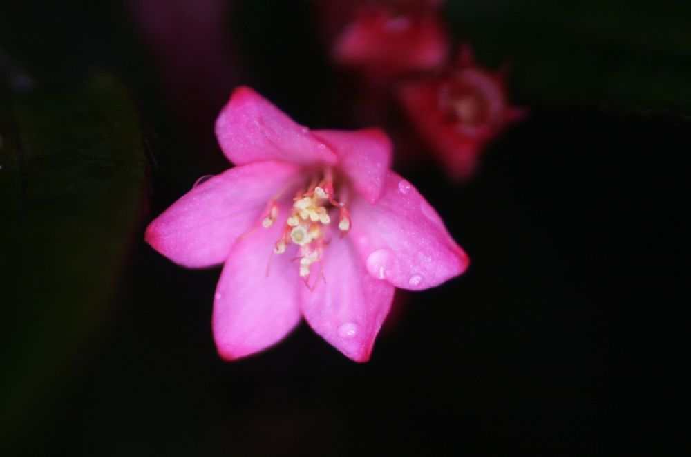 Melastomataceae Triolena hirsuta