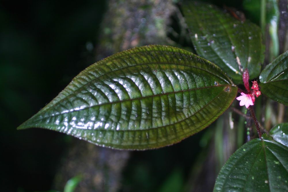 Melastomataceae Triolena hirsuta
