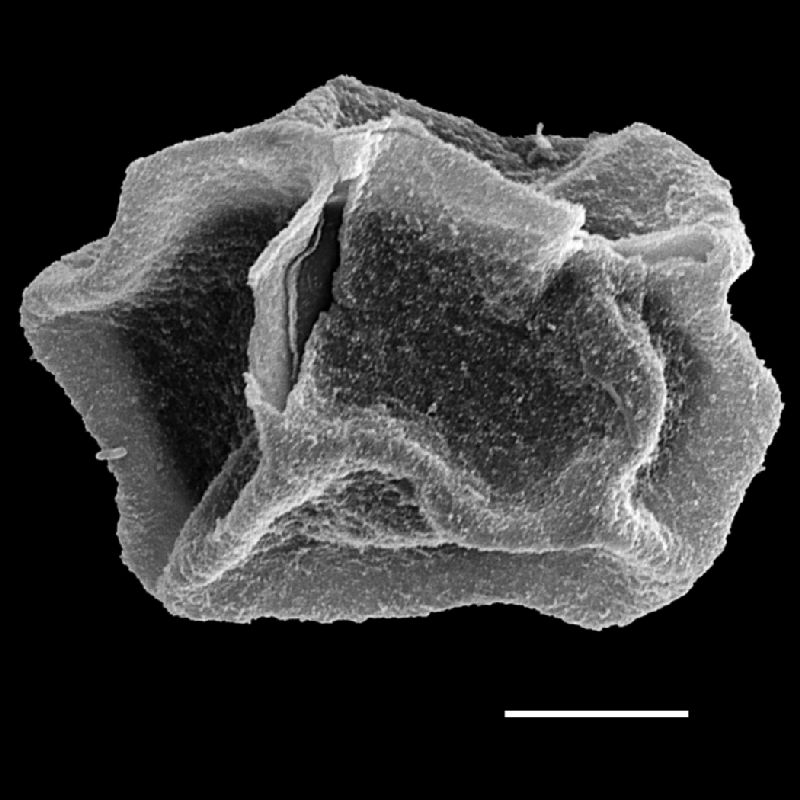Lomariopsidaceae Bolbitis angustipinna
