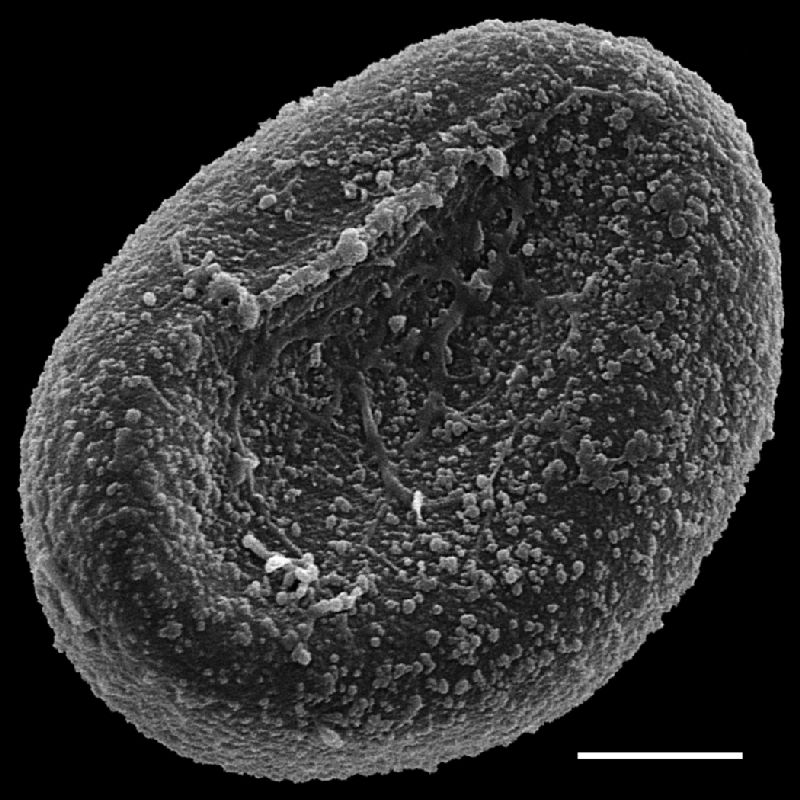 Dryopteridaceae Lomagramma pteroides