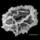 image of Anisocampium cumingianum