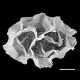 image of Anisocampium cumingianum