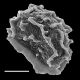 image of Anisocampium cuspidatum
