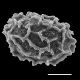 image of Anisocampium cuspidatum