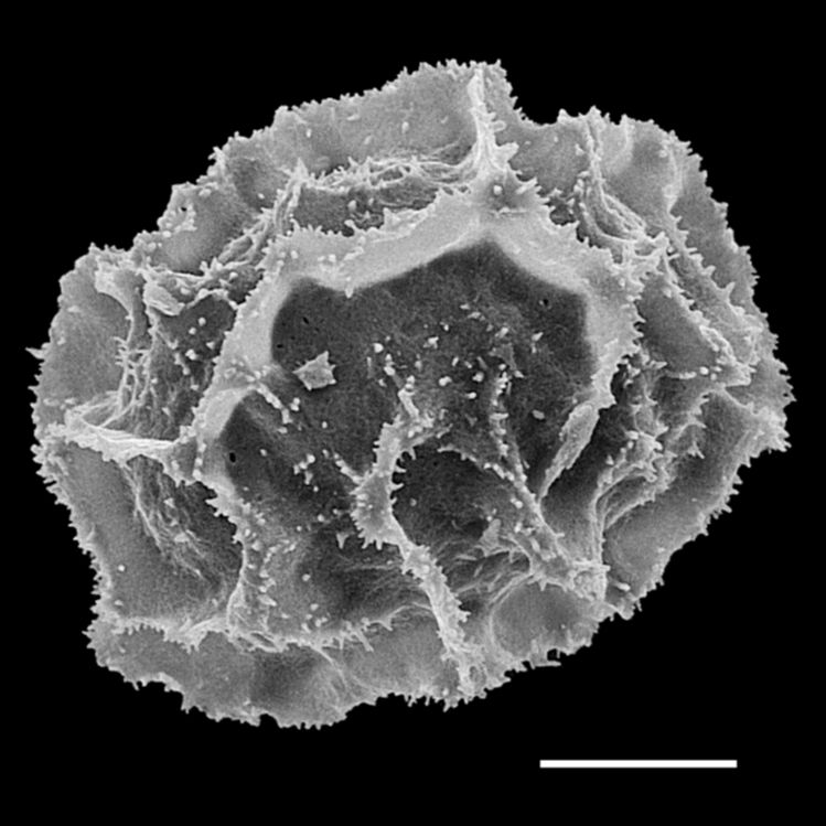 Athyriaceae Ephemeropteris skinneri