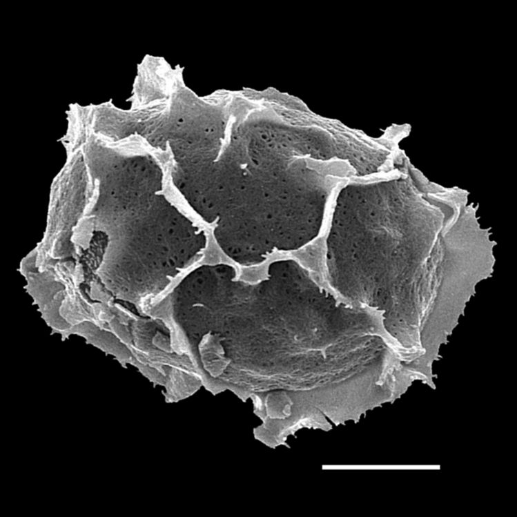 Athyriaceae Ephemeropteris skinneri
