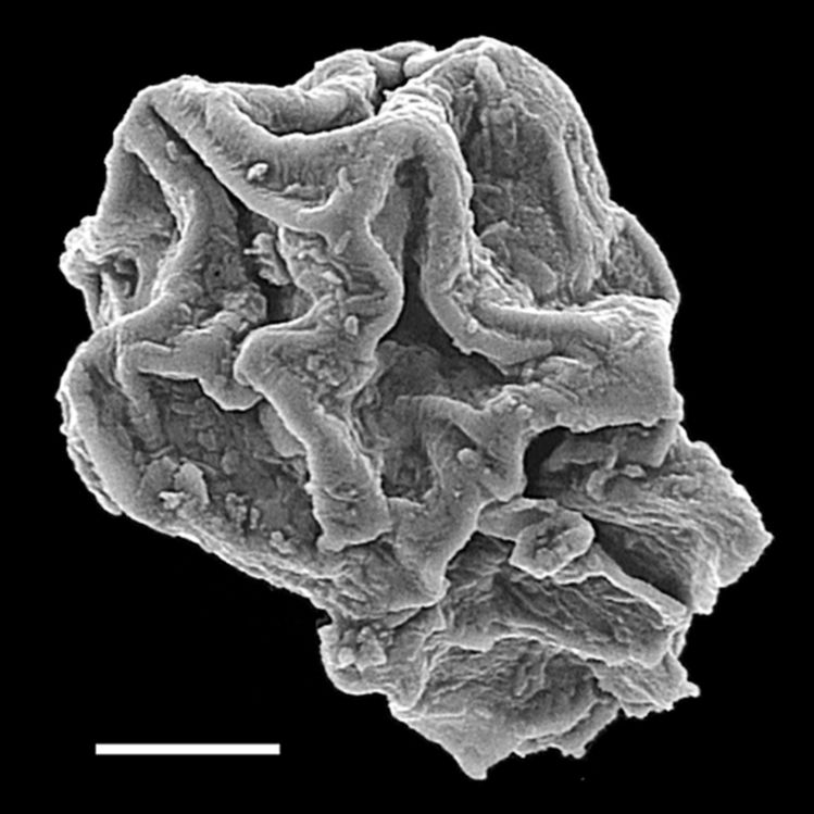 Athyriaceae Ephemeropteris tejeroi