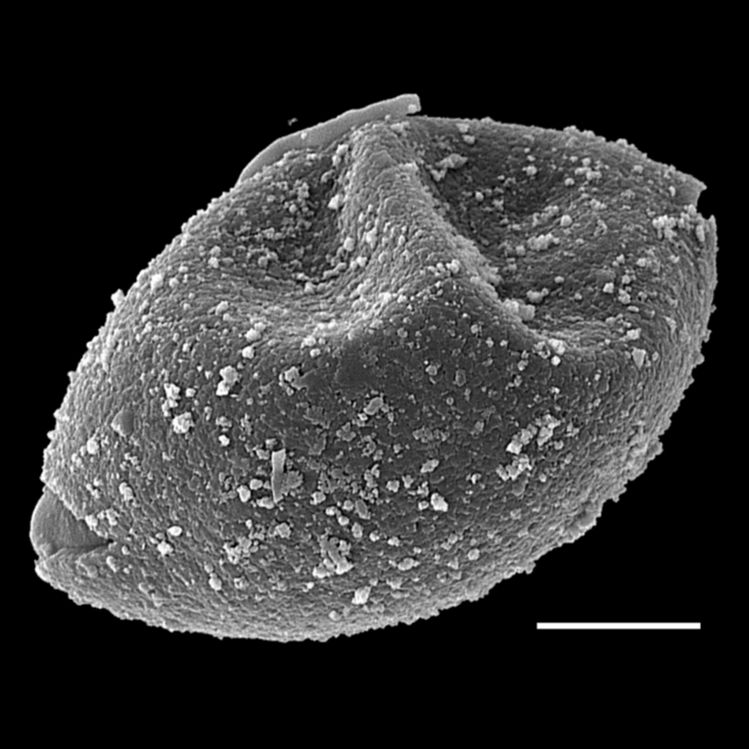 Blechnaceae Brainea insignis