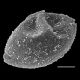 image of Brainea insignis