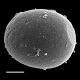 image of Doodia brackenridgei