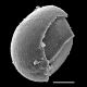 image of Doodia brackenridgei