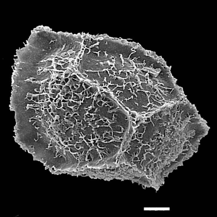 Blechnaceae Parablechnum capense