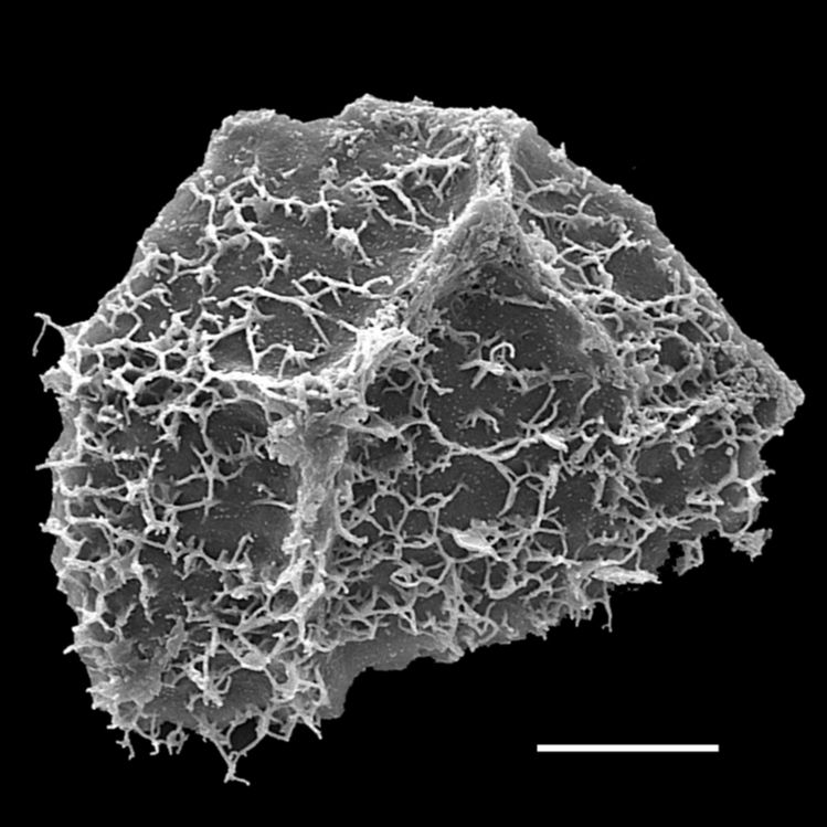 Blechnaceae Parablechnum capense