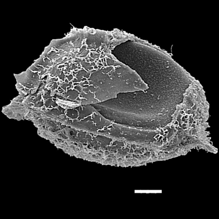 Blechnaceae Parablechnum capense