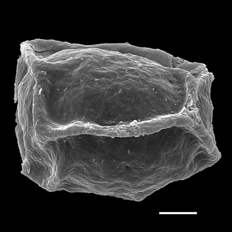 Blechnaceae Parablechnum minus