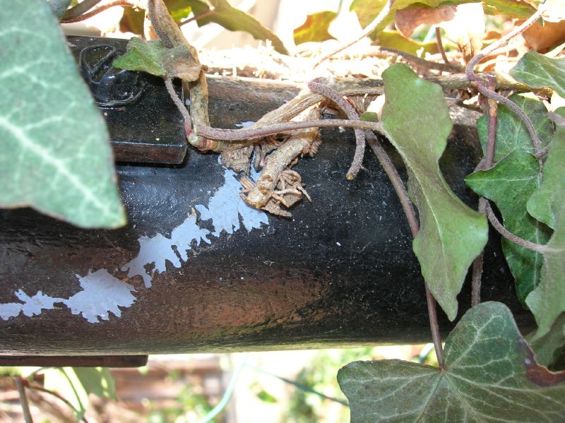 Araliaceae Hedera helix