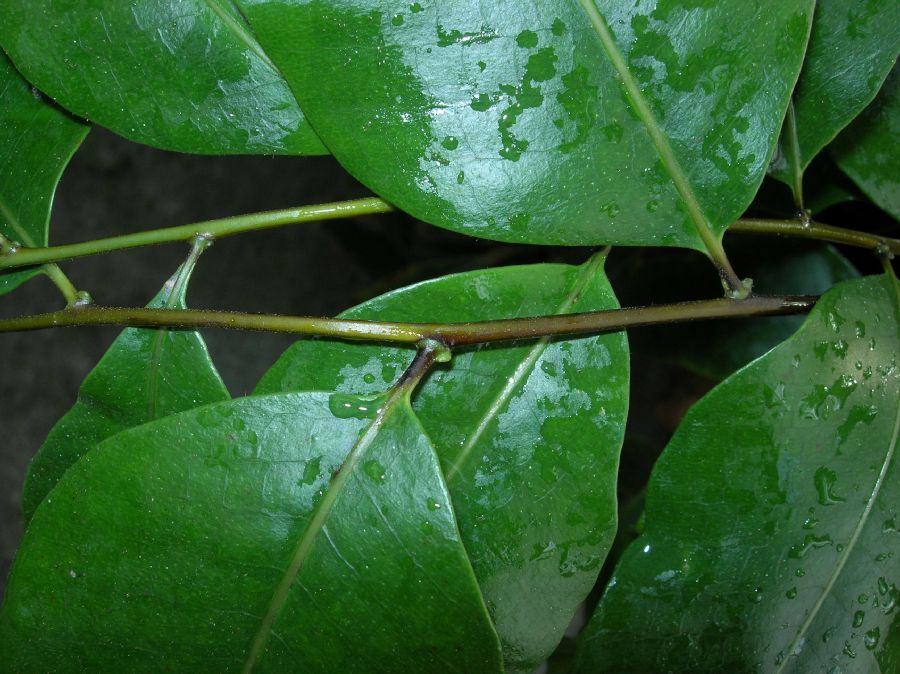 Polypodiaceae Drynaria speciosa