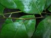 image of Drynaria speciosa