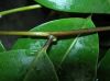 image of Drynaria speciosa